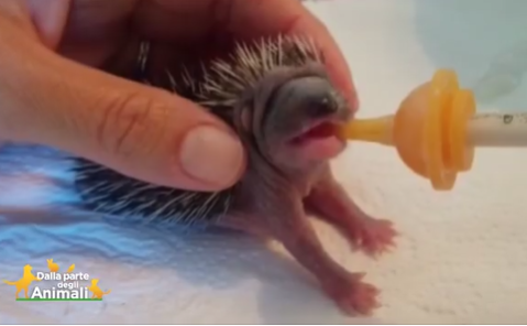 Il nostro Cras ha salvato e liberato tanti riccetti