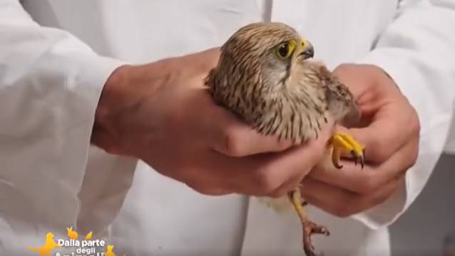 Al Cras abbiamo salvato Paola, femmina di gheppio