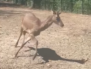 Il cerbiatto cieco Menny cresce felice