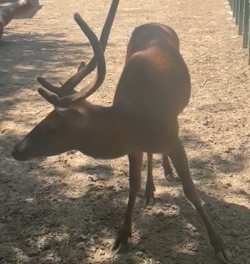 Il cervo Battista vive felice con noi!