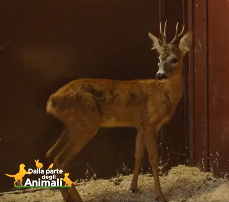 Il capriolo Nico è una vera forza: conosciamolo assieme!