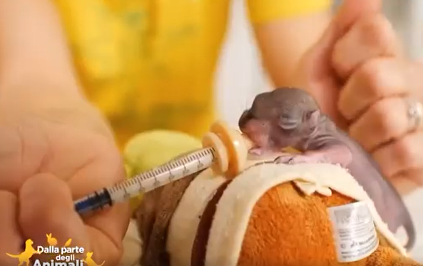 ll Cras ha salvato gli scoiattolini Ginetto e Simona