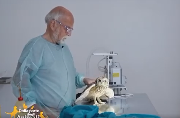 Il Cras ha salvato un bellissimo gufo di palude