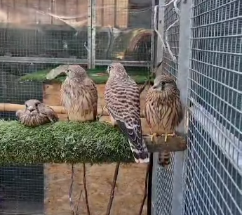 Benvenuti all’asilo dei gheppi