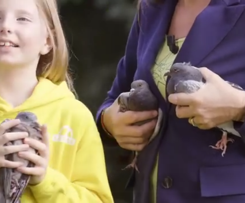 Abbiamo salvato e liberato tre piccioni