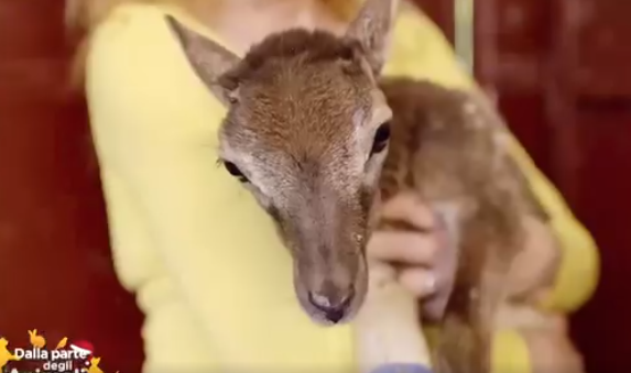 Un video per ripercorrere la storia di Chica e Willy