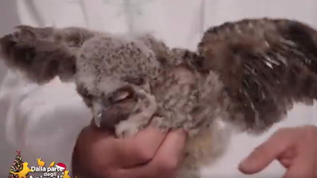 Il Cras ha salvato un pullo di allocco