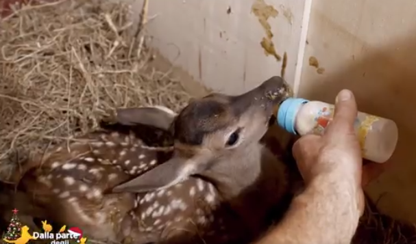 Il Cras ha salvato due bellissimi cerbiatti