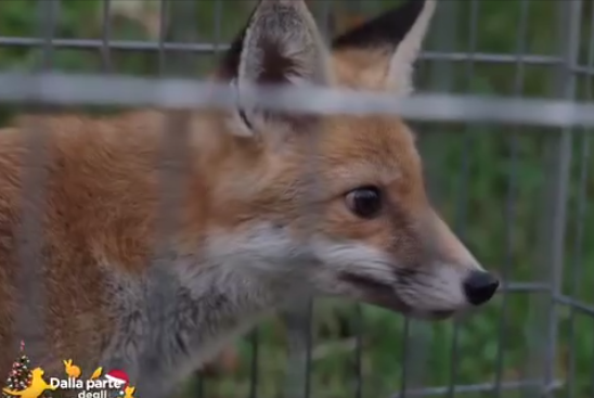 Il volpino Chico è stato salvato e ora è cresciuto