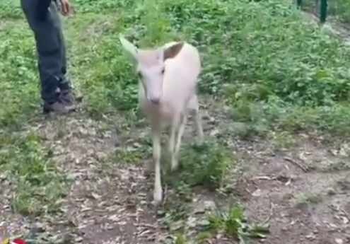 Il daino albino George continua a vivere al Cras