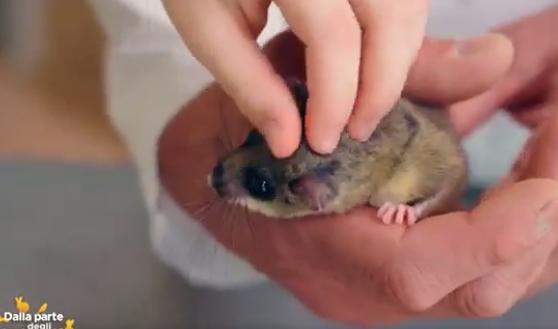 Il bellissimo ghiro Eddie salvato dal Cras 