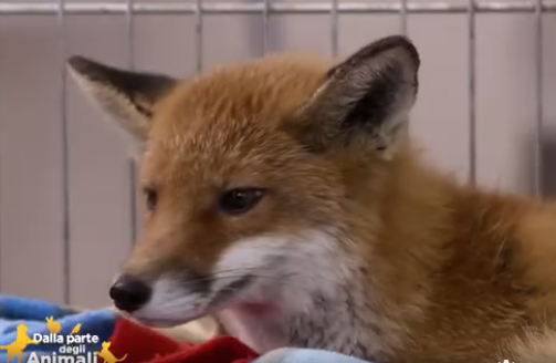 La volpina Gabry e l’airone Icaro salvati dal Cras