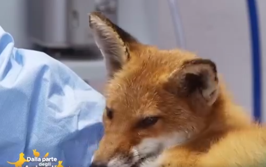 Il Cras ha salvato una splendida volpina