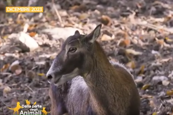 Chica è arrivata al Cras con le zampette rotte