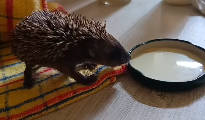 Abbiamo salvato un piccolo riccio: guardate la sua prova piattino