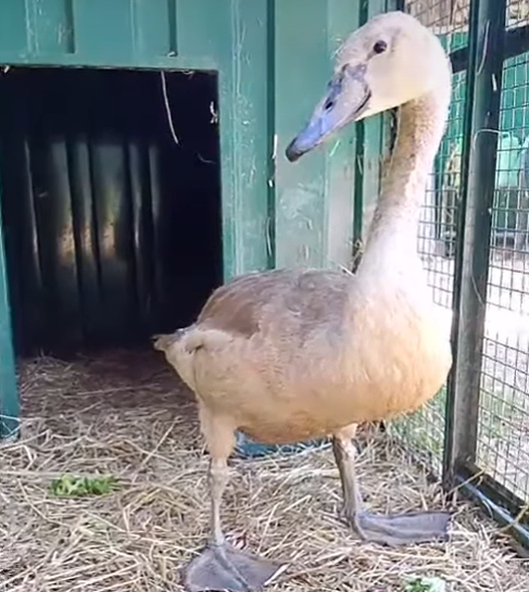 Abbiamo salvato un cigno rimasto solo 