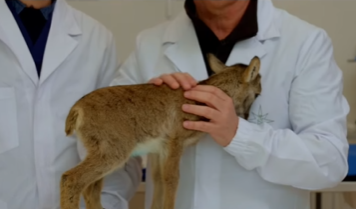 Abbiamo salvato un piccolo muflone caduto nel lago 