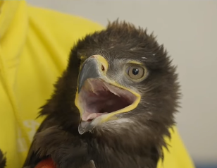 Abbiamo salvato un’aquila delle steppe
