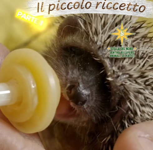 Al nostro Cras abbiamo salvato un piccolo riccetto