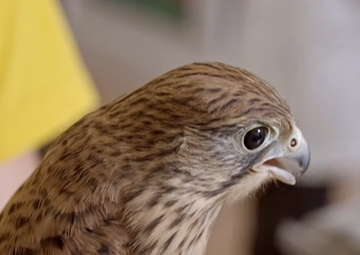 I gheppi del Cras Stella del Nord 