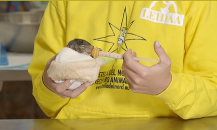 Gli scoiattoli Ciccio e Penelope