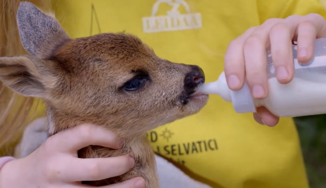 Il 2025 del Cras Stella del Nord: abbiamo salvato oltre 2mila animali!