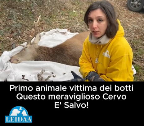Primo salvataggio dell’anno al Cras: è un cervo terrorizzato dai botti 