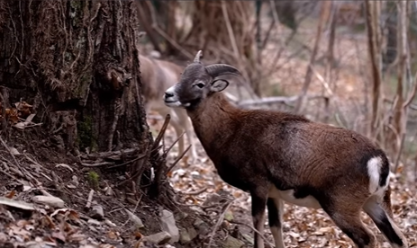 Il bosco per la lunga degenza degli animali del Cras