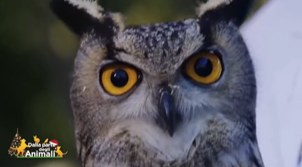 Il gufo reale Potter, ospitato due volte al Cras “Stella del Nord”
