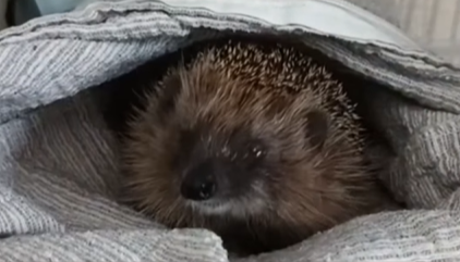 Abbiamo salvato questo piccolo riccio