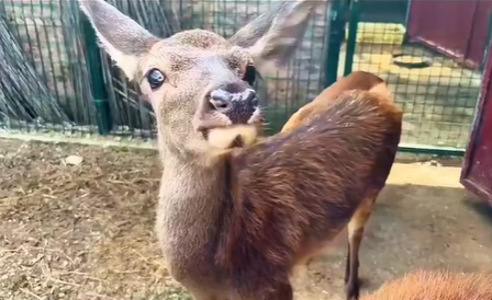 Scopriamo la rinascita del cerbiatto Roby