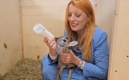 Abbiamo salvato un dolce muflone