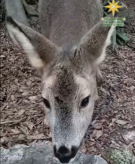 Al Cras abbiamo salvato un dolce capriolo