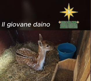 Il Cras Stella del Nord ha salvato un giovane daino