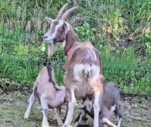 A #Pasqua tutti gli #agnelli dovrebbero crescere con la mamma
