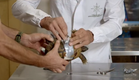 Al Cras abbiamo salvato una dolce tartaruga