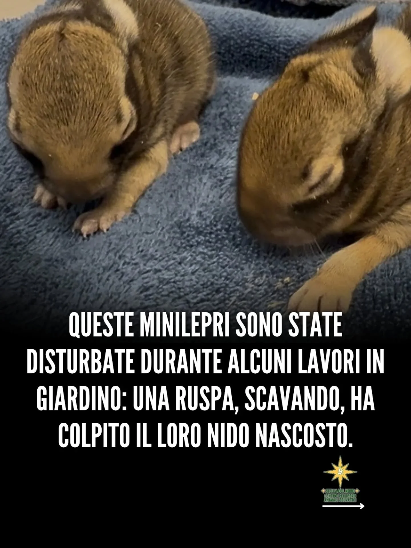 Scopriamo la storia di due dolci minilepri