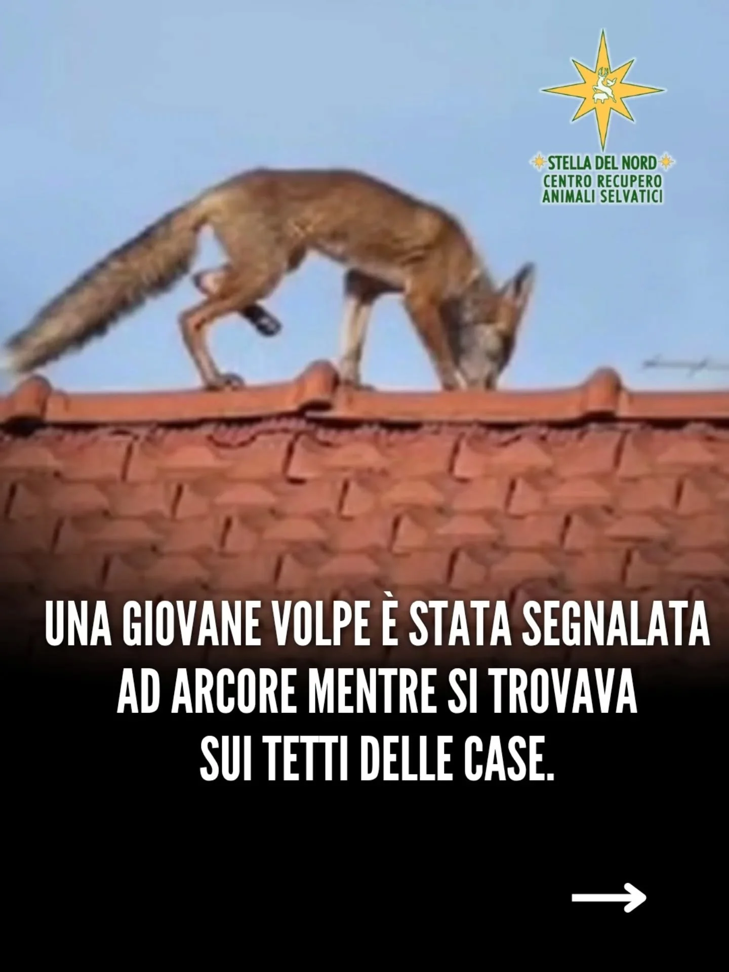 La storia di Cindy, la volpe dei tetti