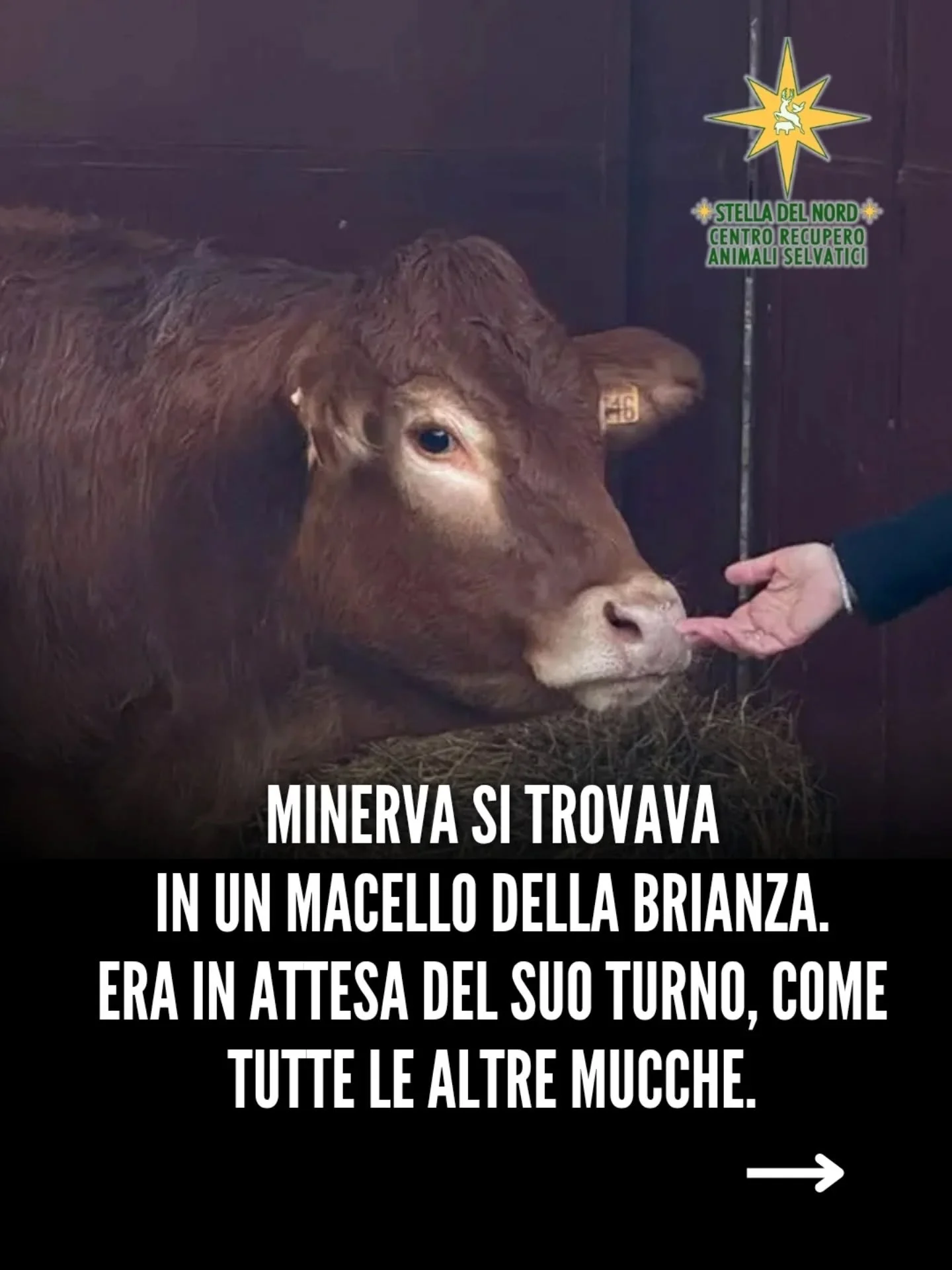 Il riscatto di Minerva, la mucca che abbiamo salvato dal macello