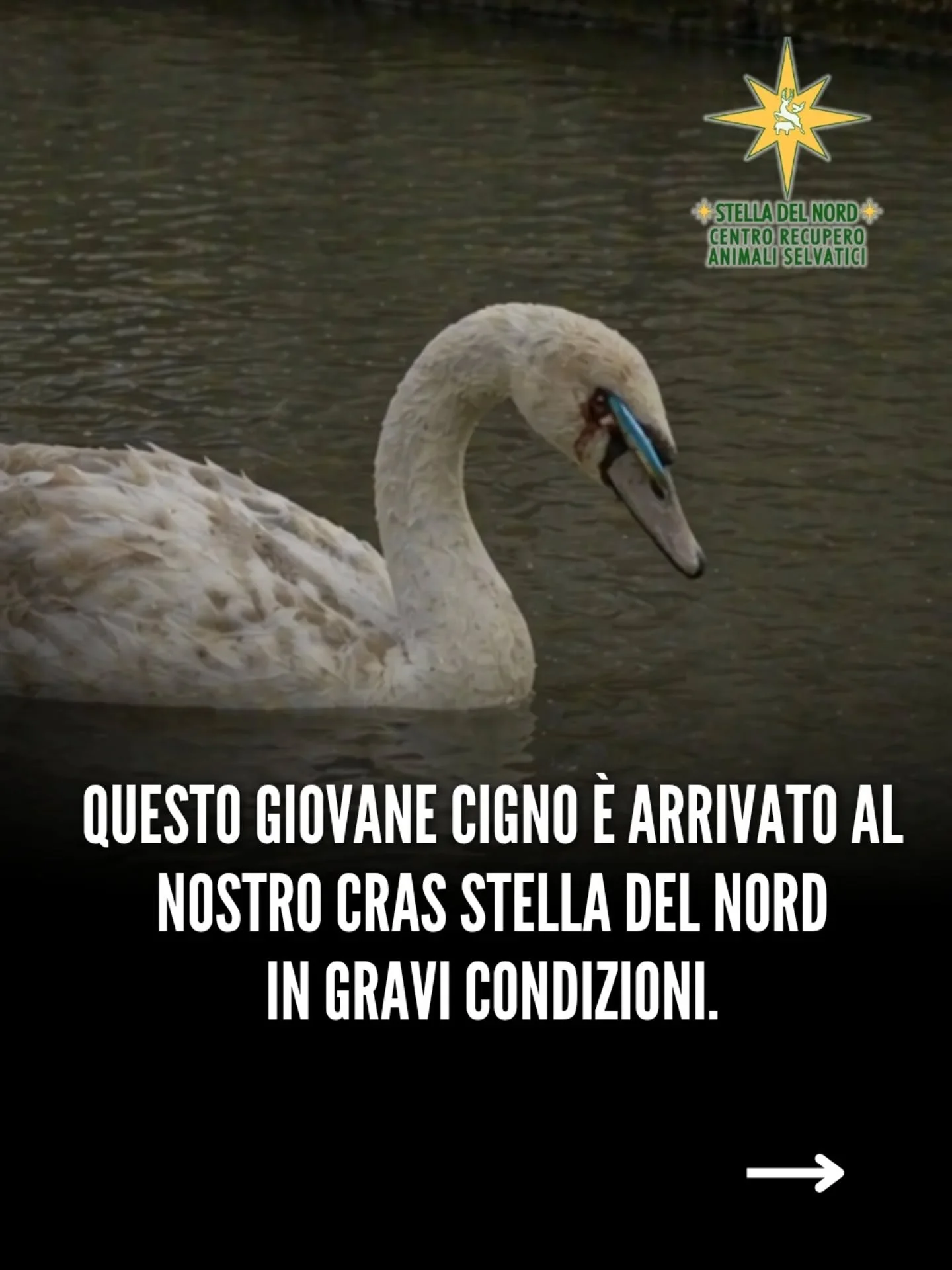 Abbiamo salvato un giovane cigno 