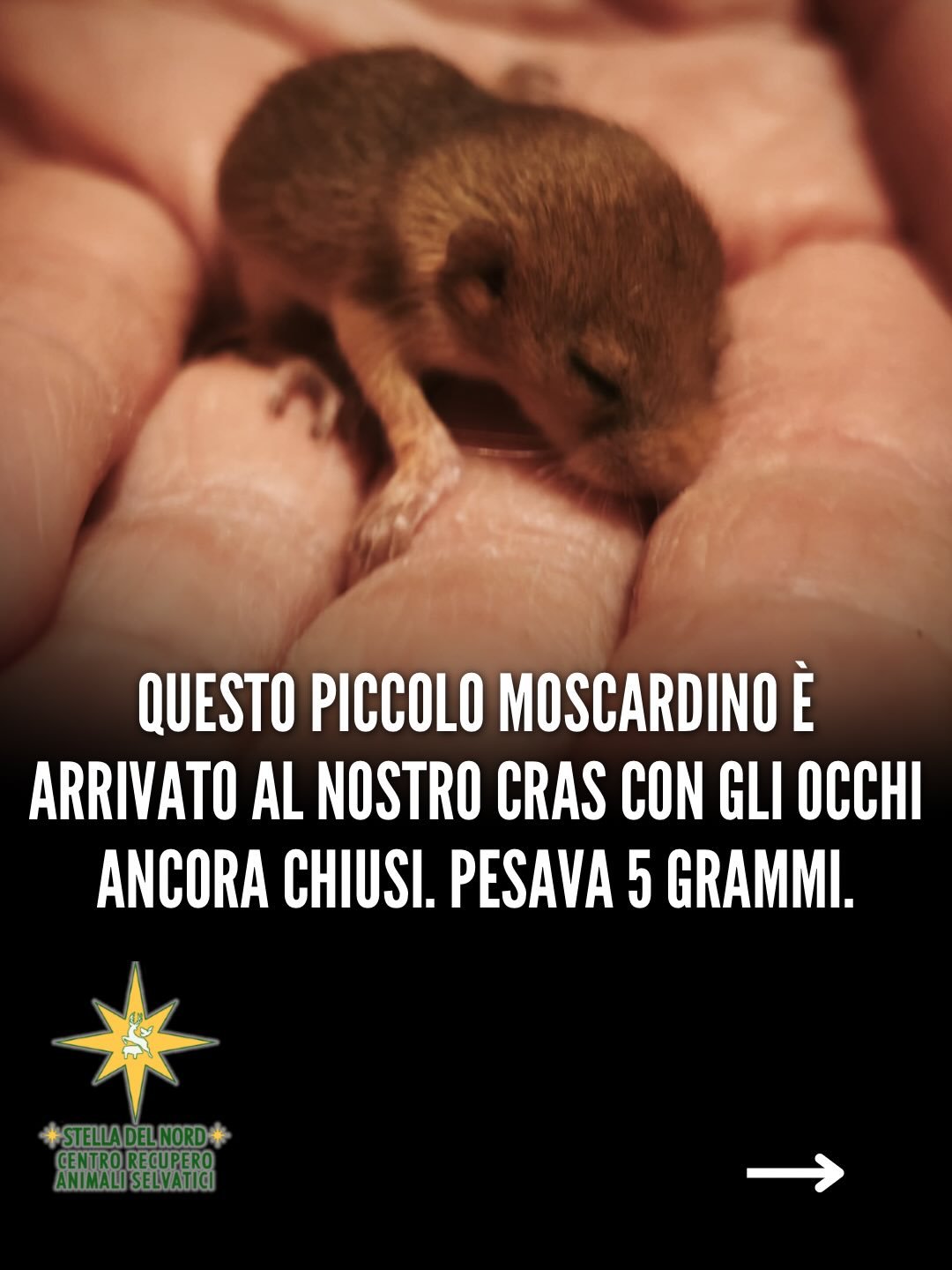 Scopriamo la storia di un piccolo moscardino