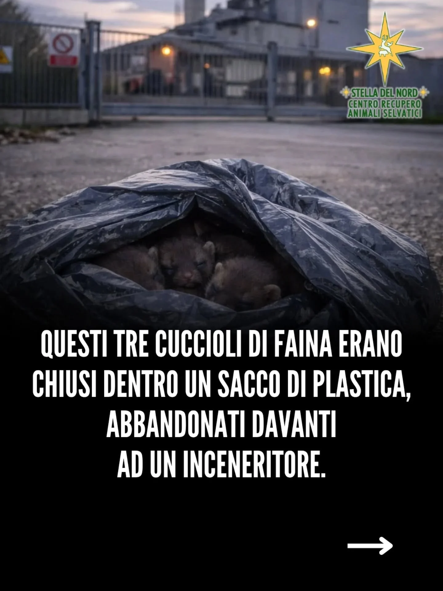 Abbiamo salvato tre cuccioli di faina di fronte a un inceneritore