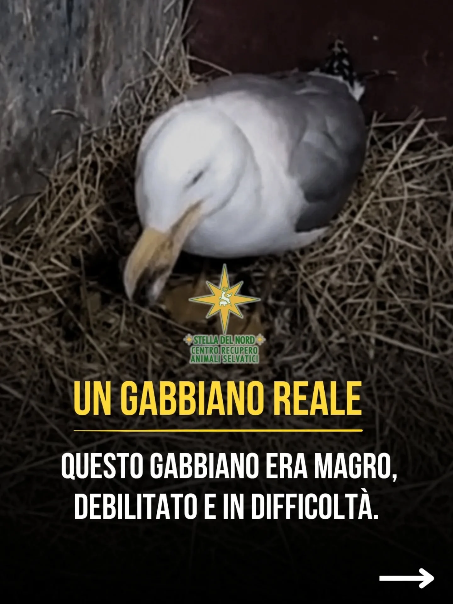 Abbiamo salvato un gabbiano reale magro e in difficoltà