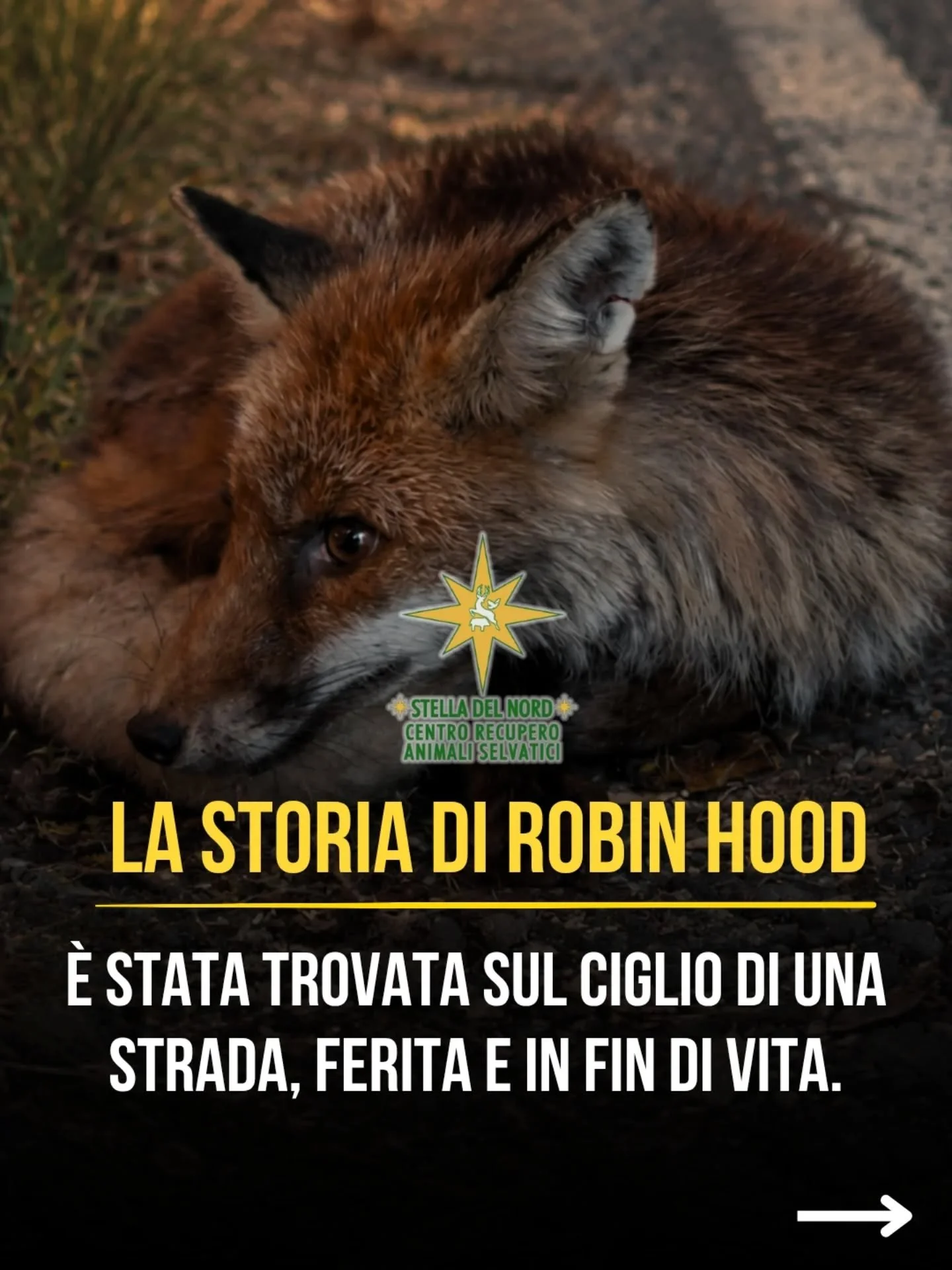 Abbiamo salvato la volpe Robin Hood, ferita e in fin di vita