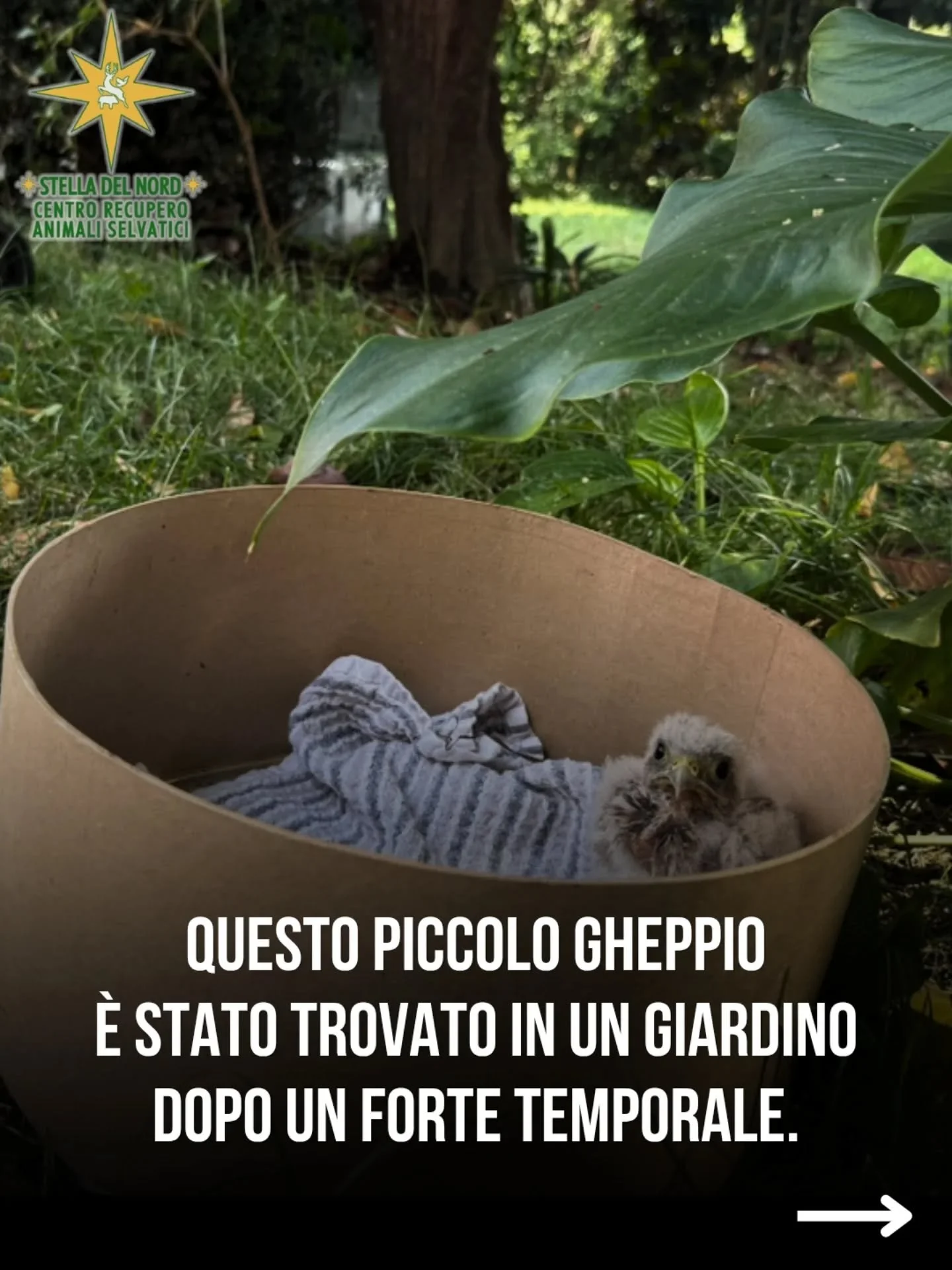 Abbiamo salvato un gheppio, trovato in giardino dopo un forte temporale