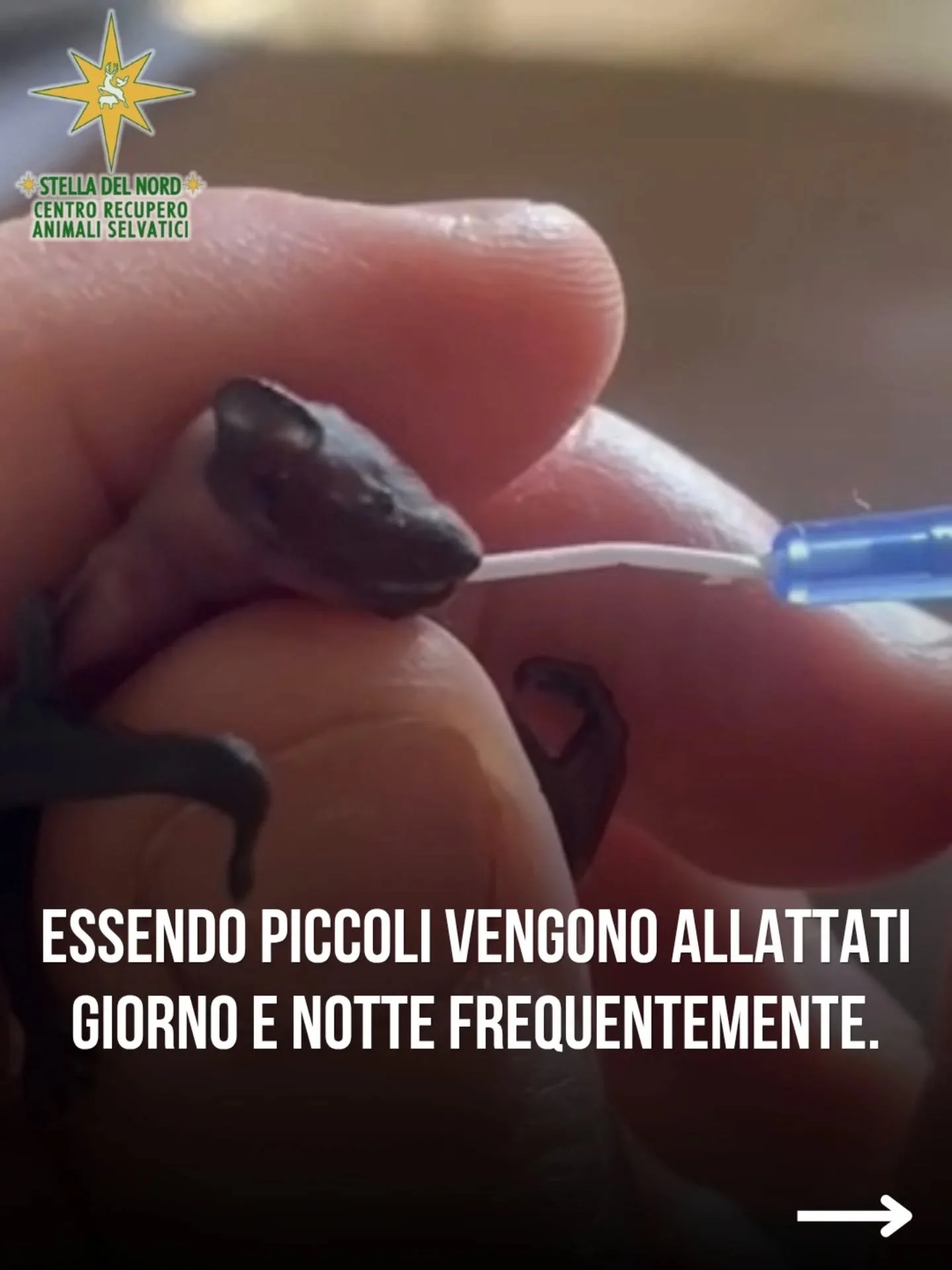 Al Cras Stella del Nord sono arrivati ben 40 pipistrelli