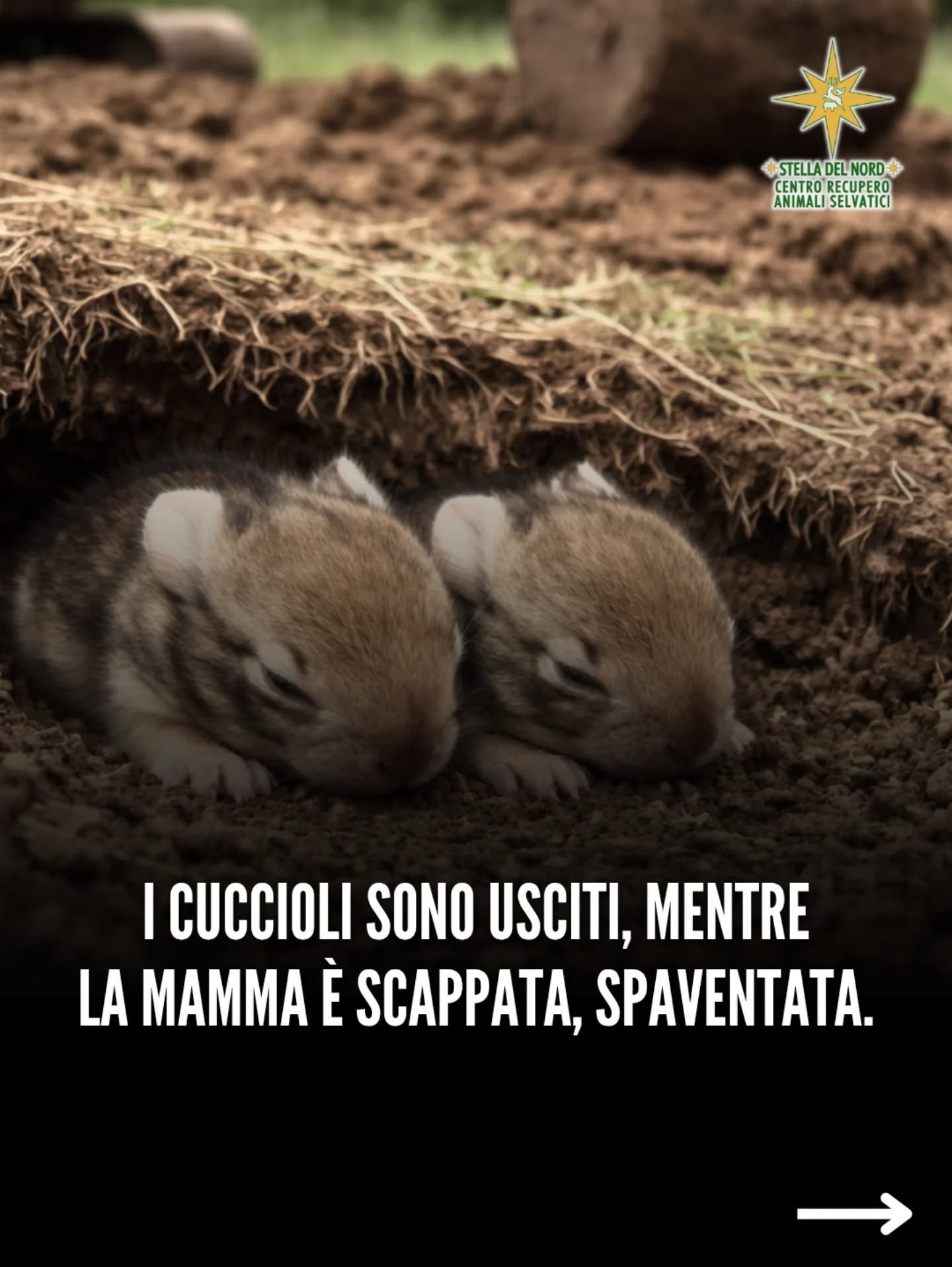 Abbiamo salvato alcune dolci minilepri