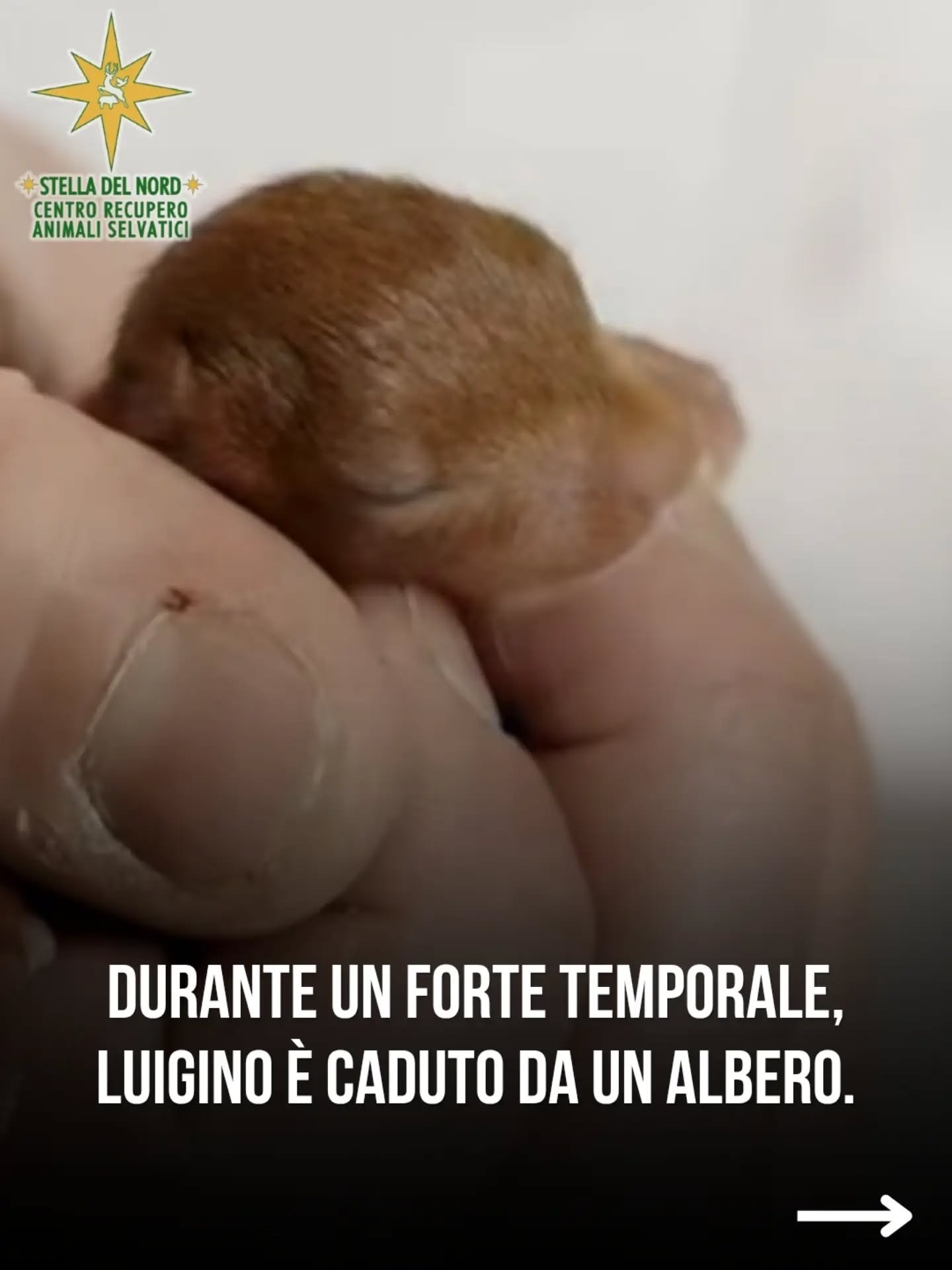 Luigino, scoiattolo salvato dopo essere caduto dal nido