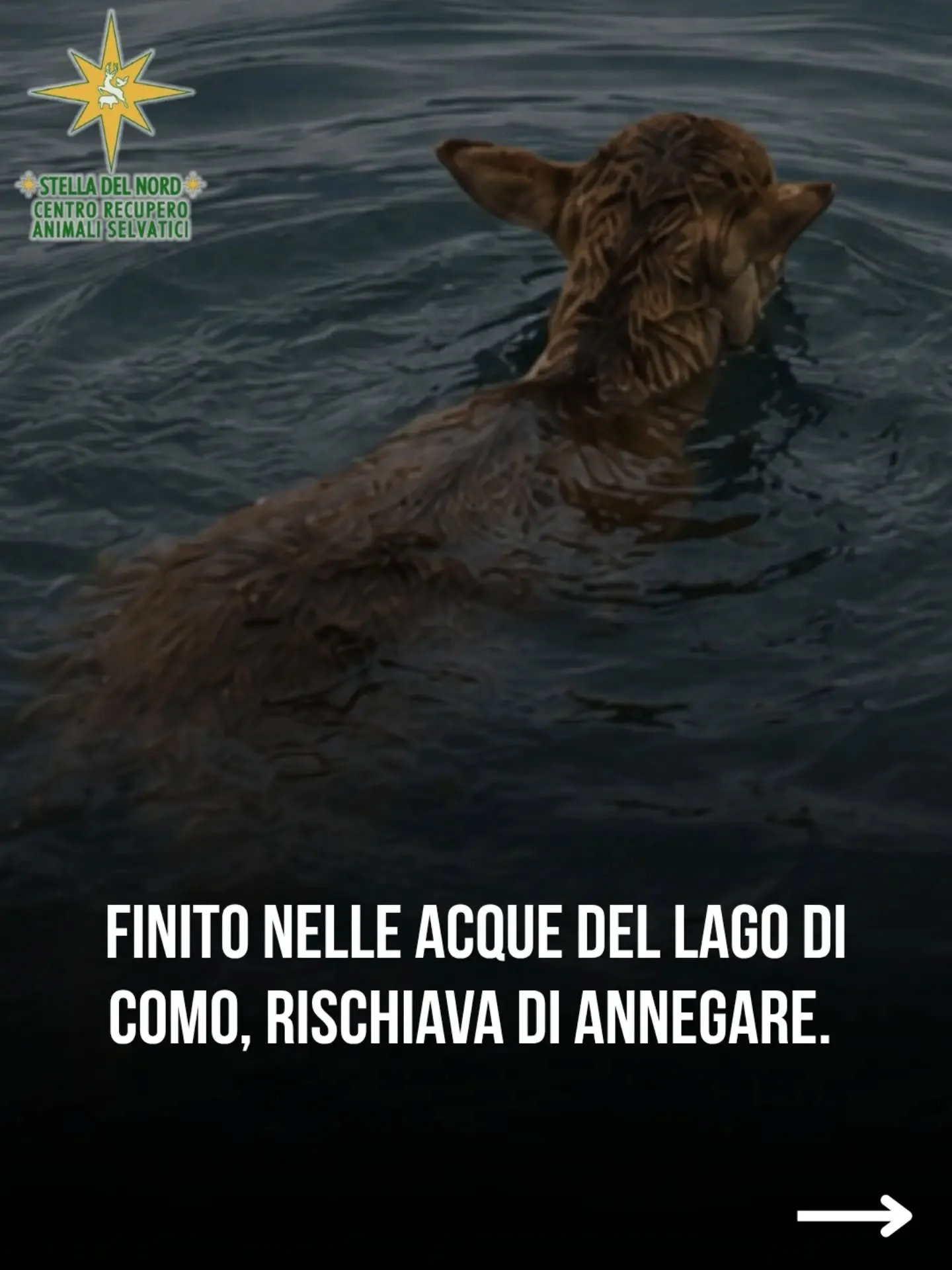 La storia del muflone Ro, soccorso nel Lago di Como