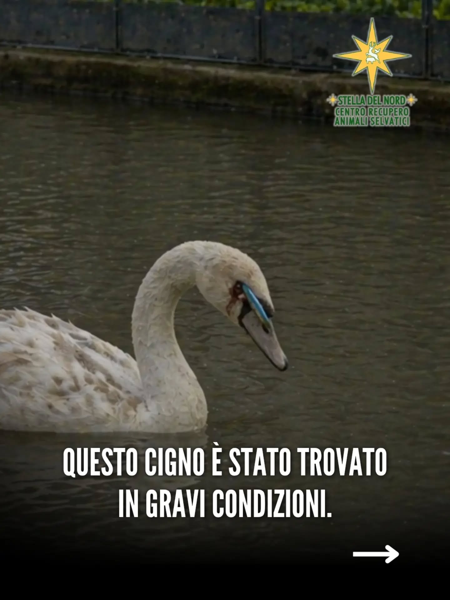 Abbiamo salvato un giovane cigno